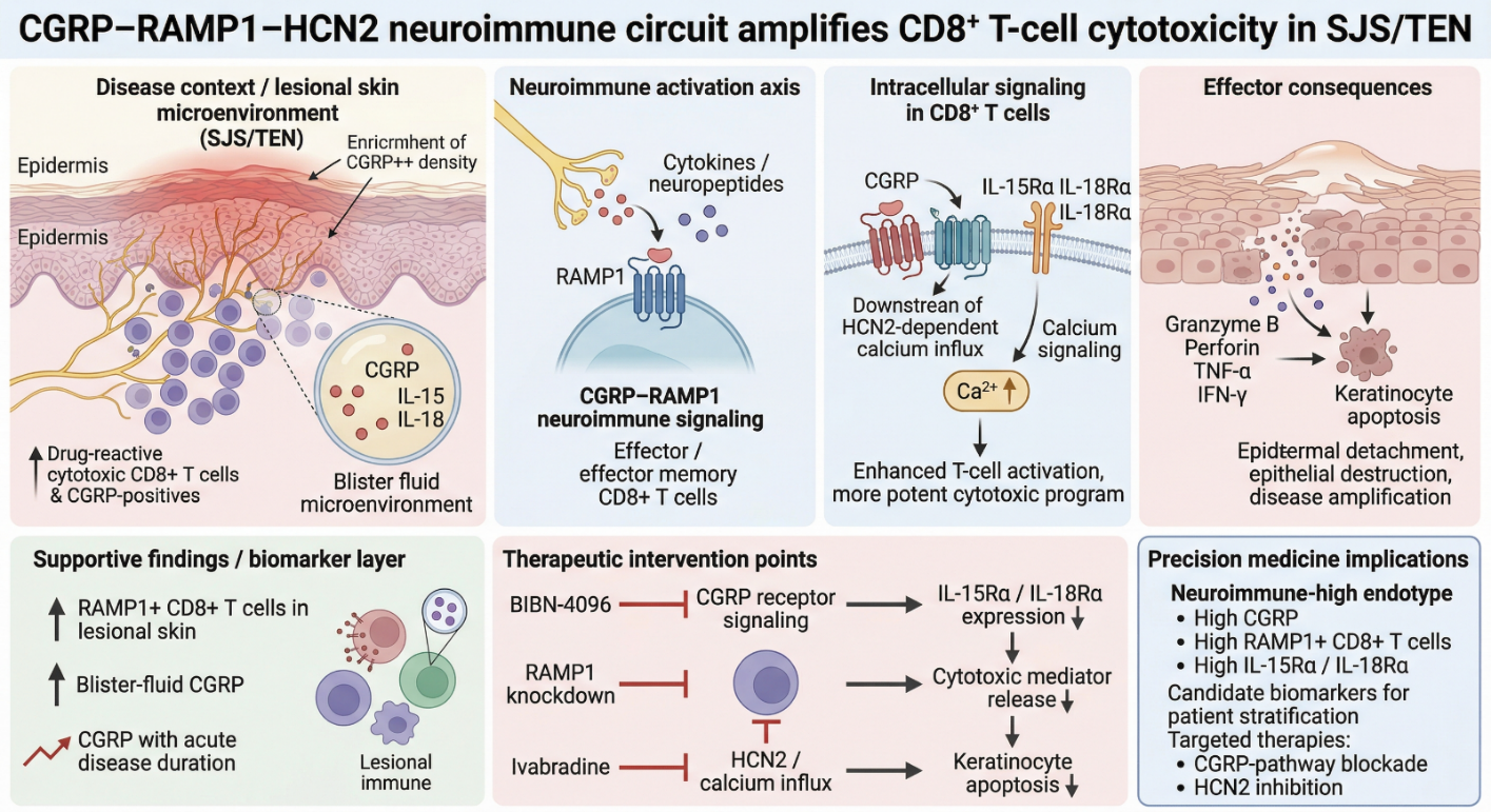 Graphical Abstract